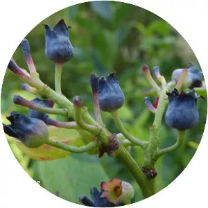 Vaccinium caesariense