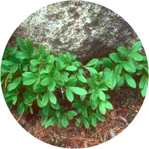 Vaccinium cespitosum