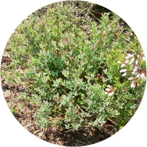 Vaccinium darrowii