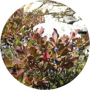 Vaccinium deliciosum