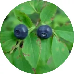 Vaccinium membranaceum