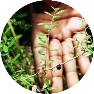 Vaccinium myrsinites