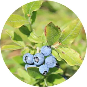 Vaccinium myrtilloides