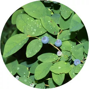 Vaccinium ovalifolium