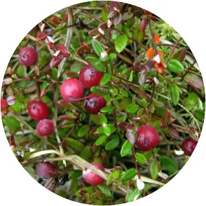 Vaccinium oxycoccos
