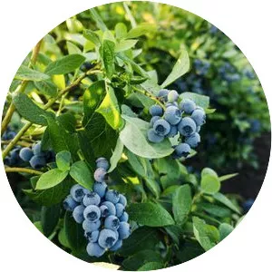 Vaccinium
