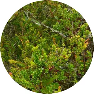 Vaccinium varingiifolium - 