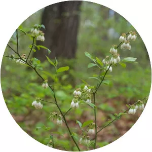 Vaccinium virgatum