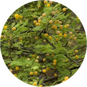 Vachellia aroma