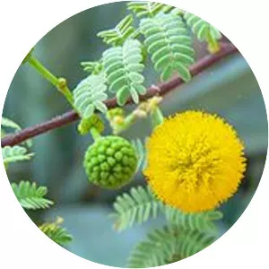 Vachellia constricta - Plants