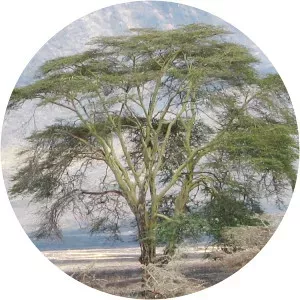 Vachellia xanthophloea