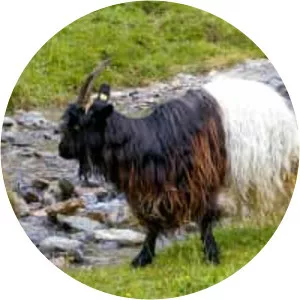 Valais Blackneck - Domestic goat breed