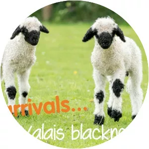 Valais Blacknose