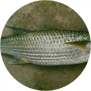 Valamugil buchanani - 