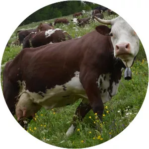 Valdaostan Red Spotted Cow - Cattle breed