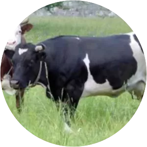 Valdostana Pezzata Nera