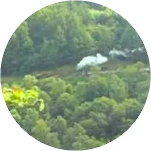 Vale of Rheidol Railway