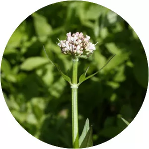 Valeriana