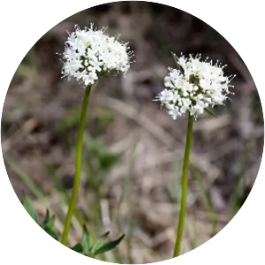 Valeriana uliginosa - 