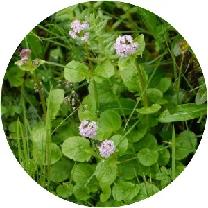 Valeriana wallichii