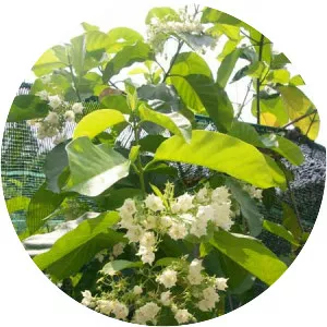 Vallaris glabra - Plants