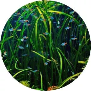 Vallisneria