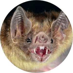 Vampire bat