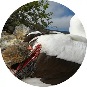 Vampire ground finch