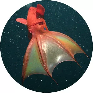 Vampire squid