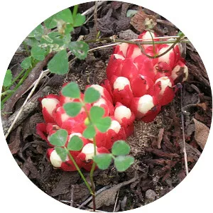 Vampirecups - Plants