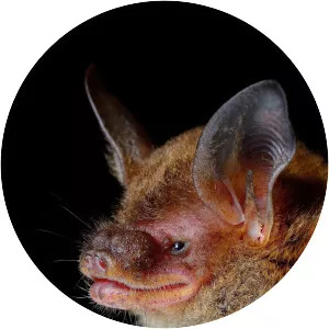 Van Gelder's bat - Animal