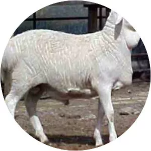 Van Rooy sheep