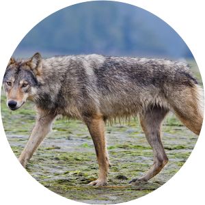 Vancouver Coastal Sea wolf - Animal