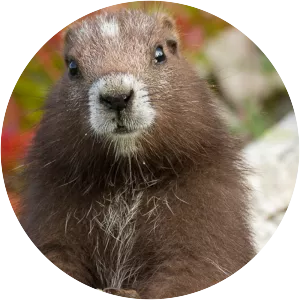 Vancouver Island marmot - Rodent