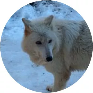 Vancouver Island wolf - Animal