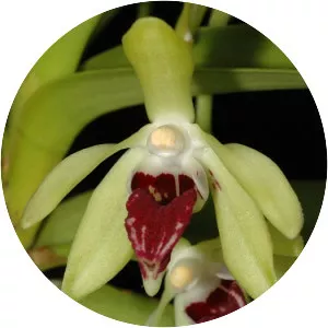 Vanda alpina - Plants