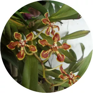 Vanda arcuata - 