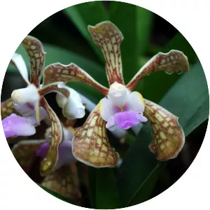 Vanda bicolor - 