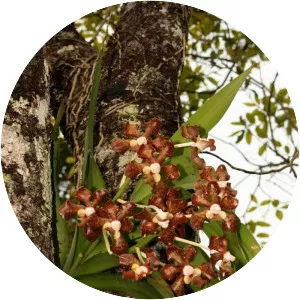 Vanda brunnea - Plants