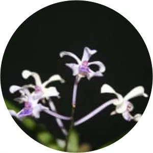 Vanda coerulescens - Plants