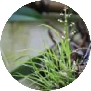 Vanda concolor - Plants