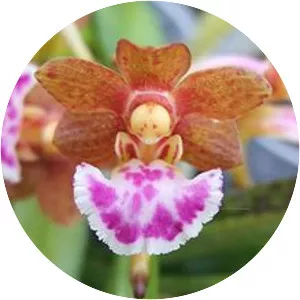 Vanda flabellata - Plants