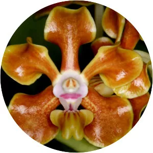 Vanda hindsii - 
