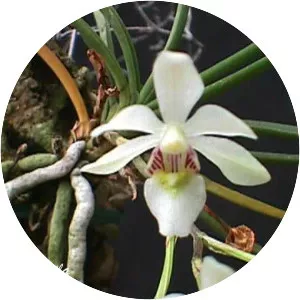 Vanda pumila - Plants