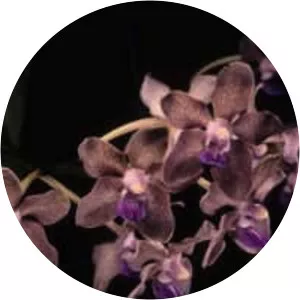 Vanda tessellata - 