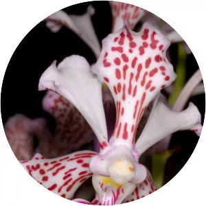 Vanda tricolor - Plants