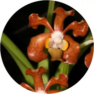 Vanda vipanii - 