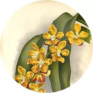 Vandopsis gigantea - 