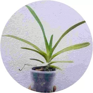 Vandopsis lissochiloides