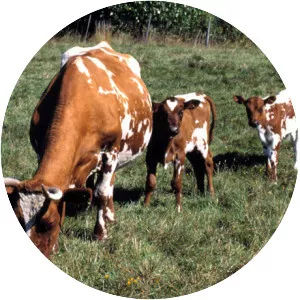 Väne cattle